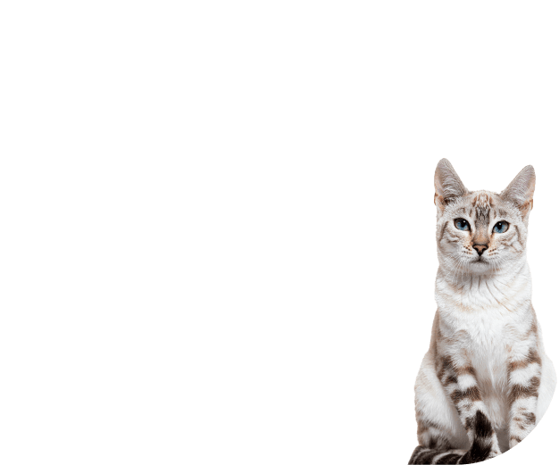 Kot